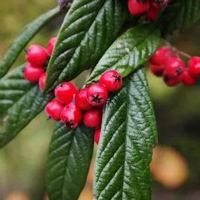 Waterer's Cotoneaster tree (Cotoneaster x watereri)
